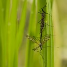 Tipula paludosa / Crane fly